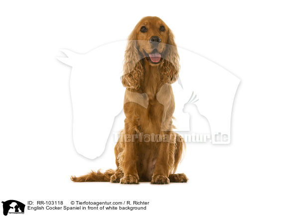 English Cocker Spaniel vor weiem Hintergrund / English Cocker Spaniel in front of white background / RR-103118