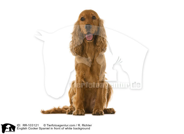 English Cocker Spaniel in front of white background / RR-103121