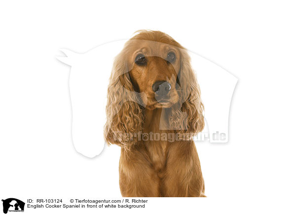 English Cocker Spaniel in front of white background / RR-103124
