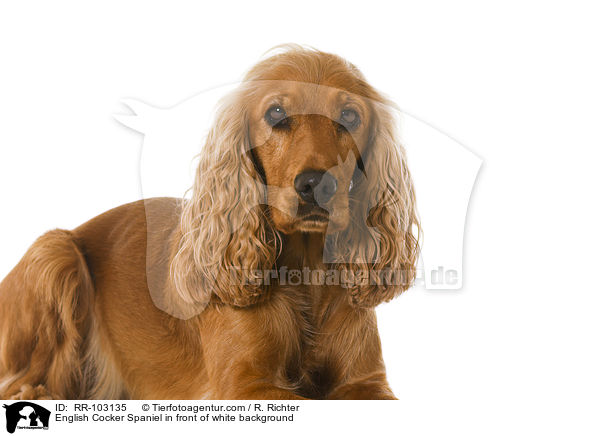 English Cocker Spaniel in front of white background / RR-103135