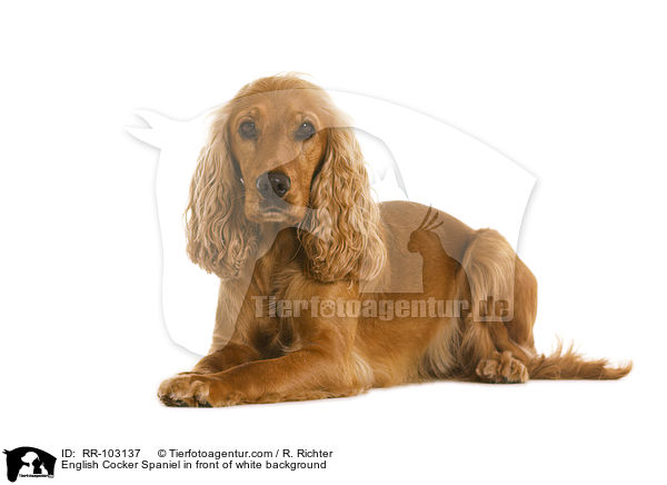 English Cocker Spaniel in front of white background / RR-103137