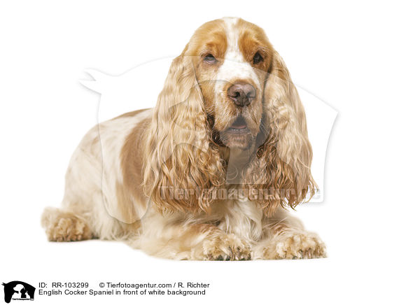 English Cocker Spaniel in front of white background / RR-103299