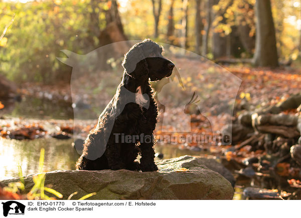 dunkler English Cocker Spaniel / dark English Cocker Spaniel / EHO-01770