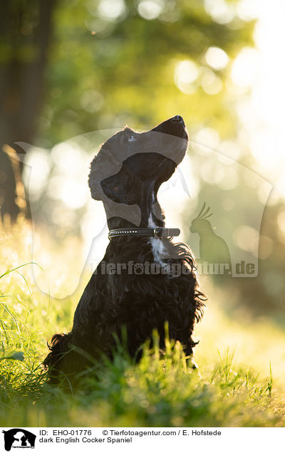 dark English Cocker Spaniel / EHO-01776