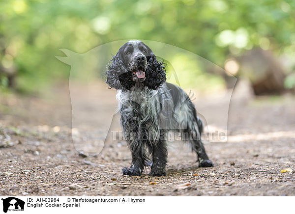 English Cocker Spaniel / AH-03964