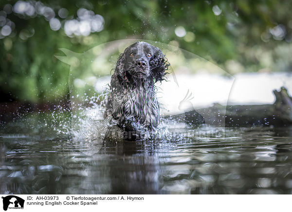 running English Cocker Spaniel / AH-03973