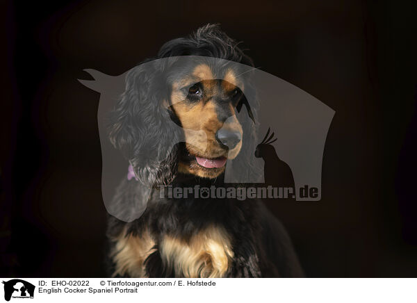English Cocker Spaniel Portrait / EHO-02022