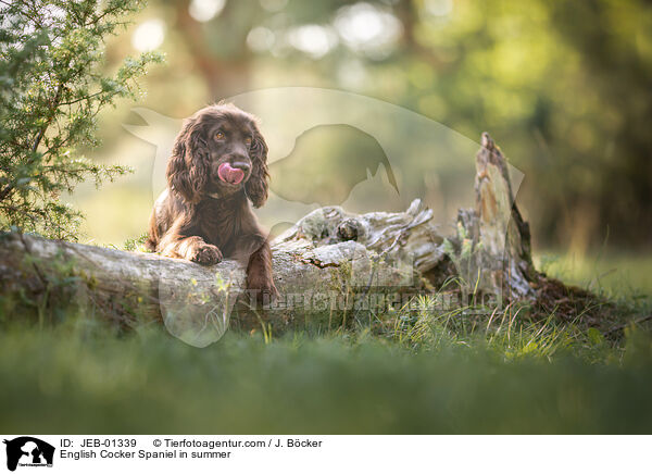 English Cocker Spaniel in summer / JEB-01339