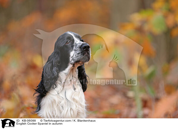 English Cocker Spaniel in autumn / KB-06088