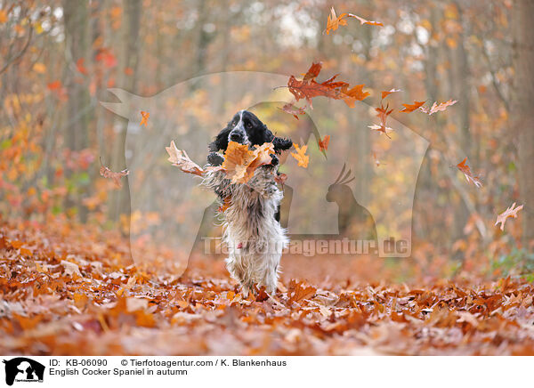 English Cocker Spaniel in autumn / KB-06090