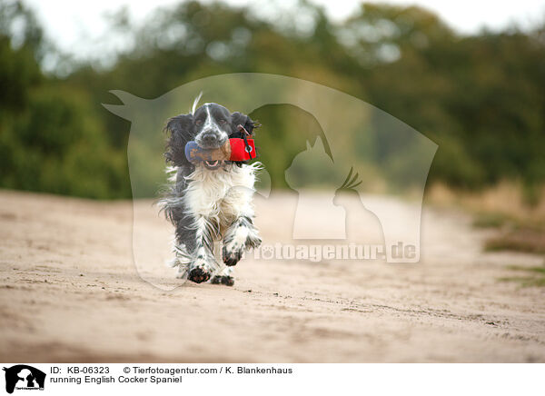running English Cocker Spaniel / KB-06323