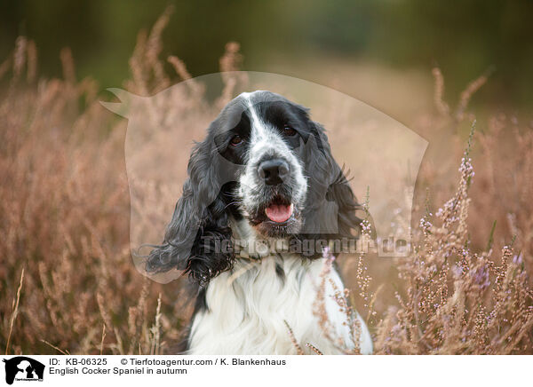 English Cocker Spaniel in autumn / KB-06325