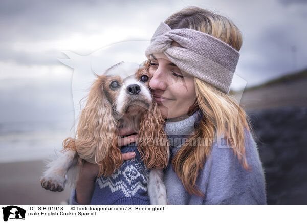 English Cocker Spaniel Rde / male English Cocker Spaniel / SIB-01918