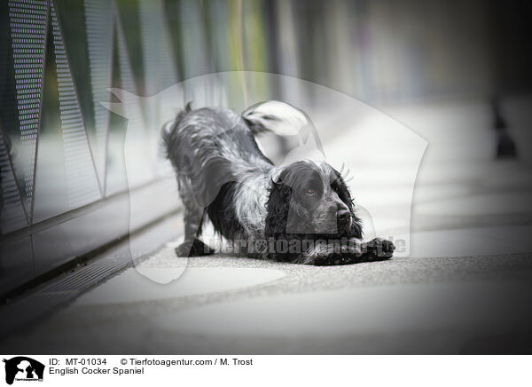 English Cocker Spaniel / English Cocker Spaniel / MT-01034
