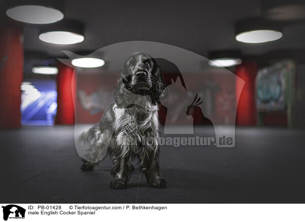 English Cocker Spaniel Rde / male English Cocker Spaniel / PB-01428