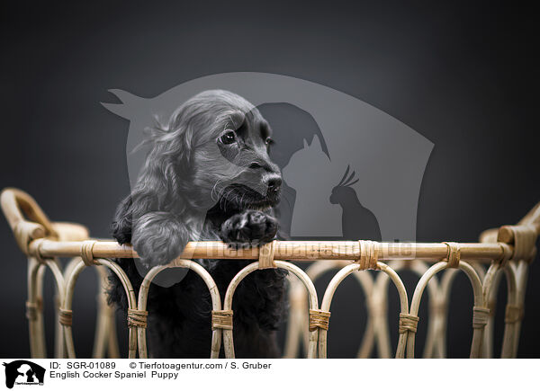 English Cocker Spaniel  Puppy / SGR-01089