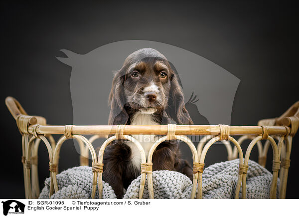 English Cocker Spaniel  Puppy / SGR-01095