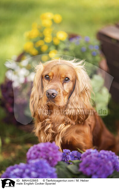 English Cocker Spaniel Rde / male English Cocker Spaniel / MAH-02865