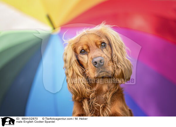English Cocker Spaniel Rde / male English Cocker Spaniel / MAH-02870