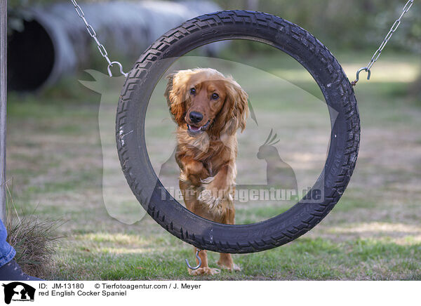 roter English Cocker Spaniel / red English Cocker Spaniel / JM-13180