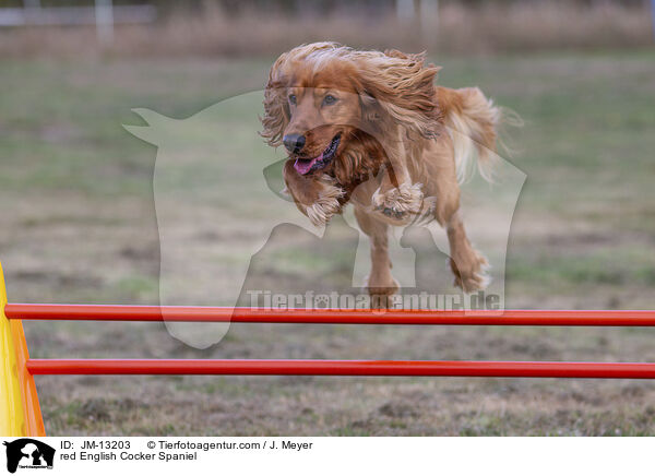 roter English Cocker Spaniel / red English Cocker Spaniel / JM-13203