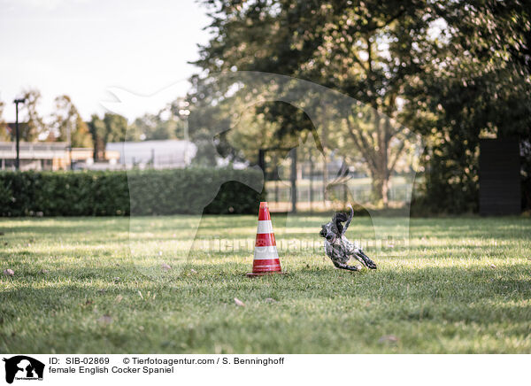 English Cocker Spaniel Hndin / female English Cocker Spaniel / SIB-02869