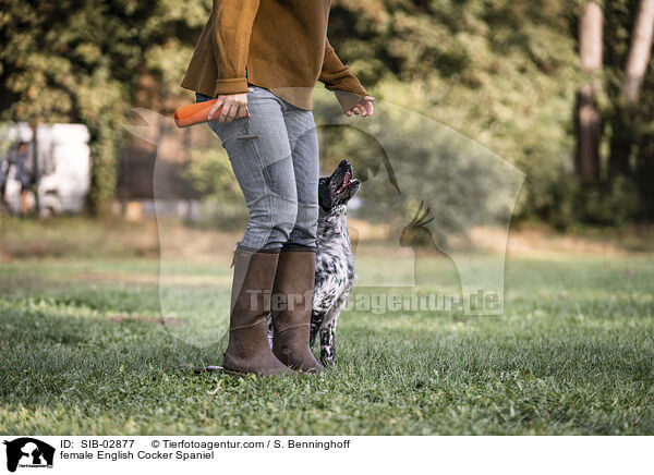 female English Cocker Spaniel / SIB-02877