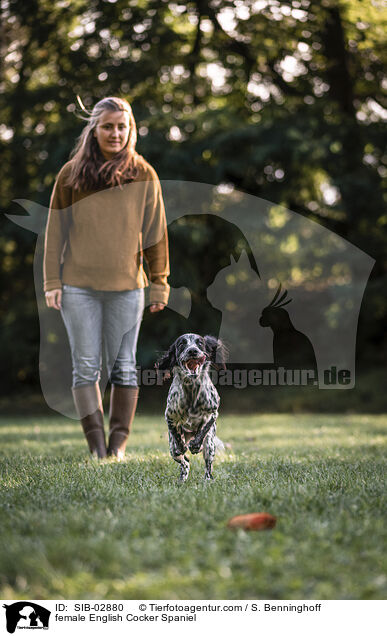 English Cocker Spaniel Hndin / female English Cocker Spaniel / SIB-02880