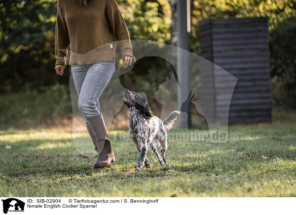 female English Cocker Spaniel / SIB-02904