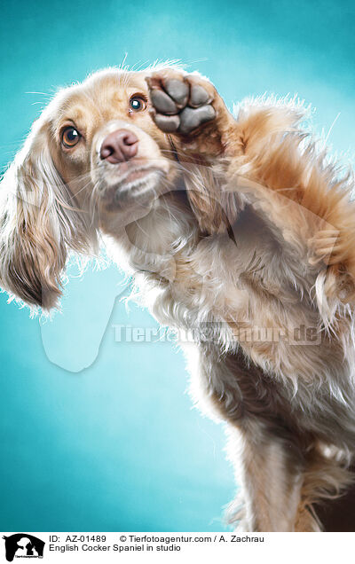 English Cocker Spaniel in studio / AZ-01489