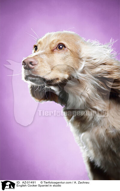 English Cocker Spaniel in studio / AZ-01491
