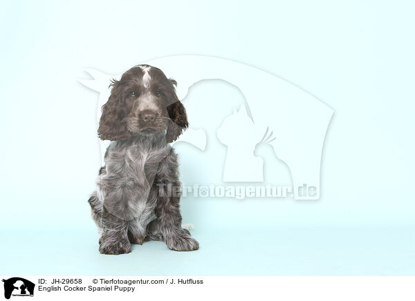 English Cocker Spaniel Welpe / English Cocker Spaniel Puppy / JH-29658