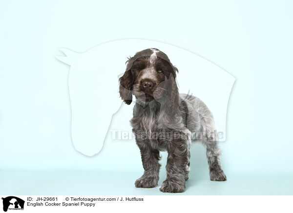 English Cocker Spaniel Welpe / English Cocker Spaniel Puppy / JH-29661