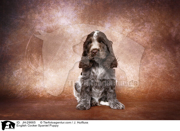 English Cocker Spaniel Welpe / English Cocker Spaniel Puppy / JH-29665