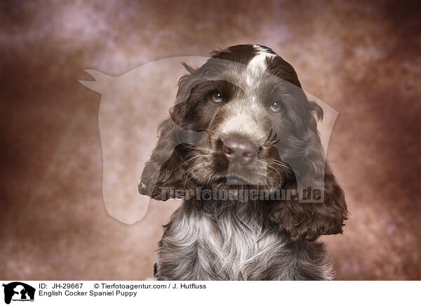 English Cocker Spaniel Welpe / English Cocker Spaniel Puppy / JH-29667