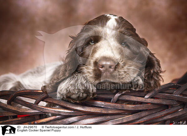 English Cocker Spaniel Welpe / English Cocker Spaniel Puppy / JH-29670