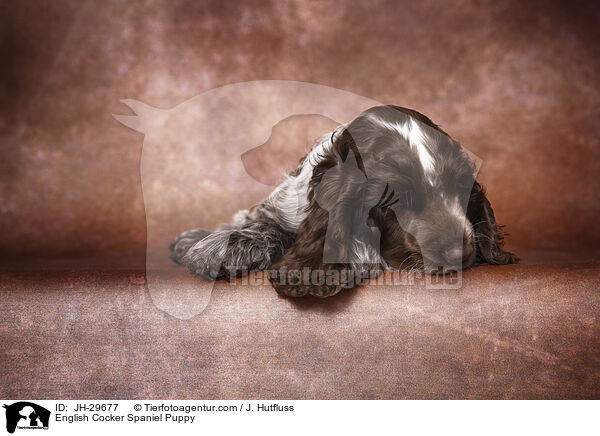 English Cocker Spaniel Puppy / JH-29677