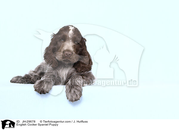 English Cocker Spaniel Welpe / English Cocker Spaniel Puppy / JH-29678
