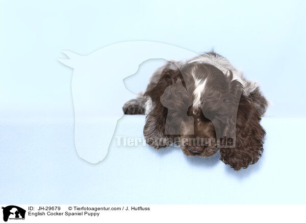 English Cocker Spaniel Welpe / English Cocker Spaniel Puppy / JH-29679