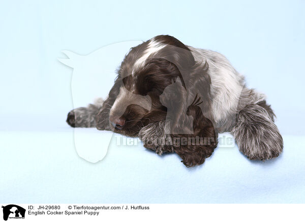 English Cocker Spaniel Welpe / English Cocker Spaniel Puppy / JH-29680