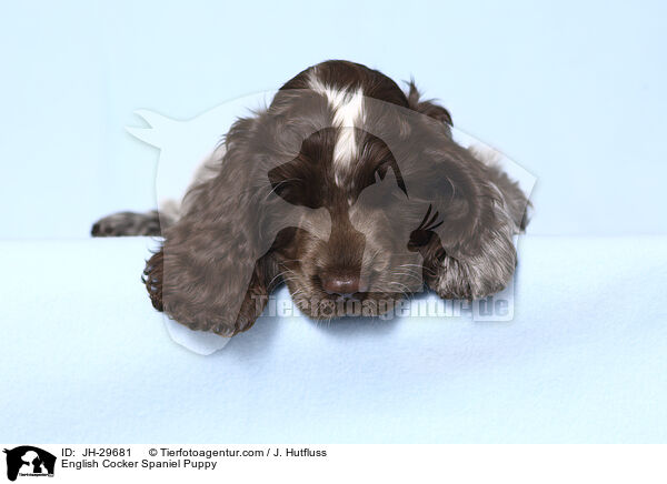 English Cocker Spaniel Welpe / English Cocker Spaniel Puppy / JH-29681