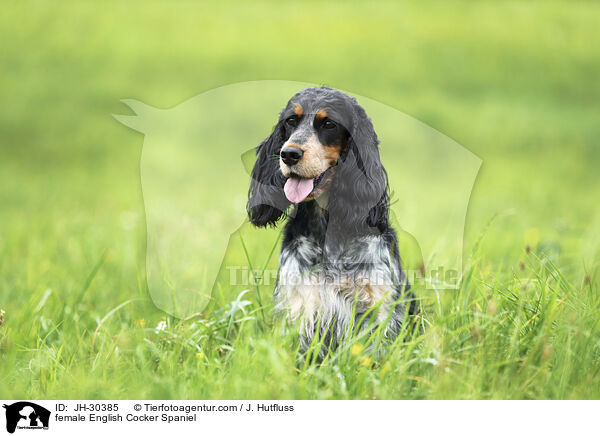 English Cocker Spaniel Hndin / female English Cocker Spaniel / JH-30385