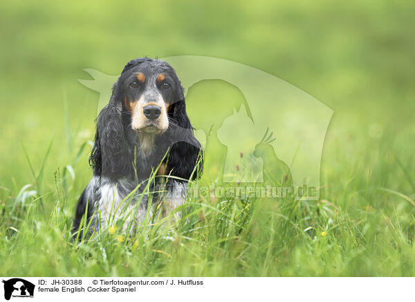 English Cocker Spaniel Hndin / female English Cocker Spaniel / JH-30388