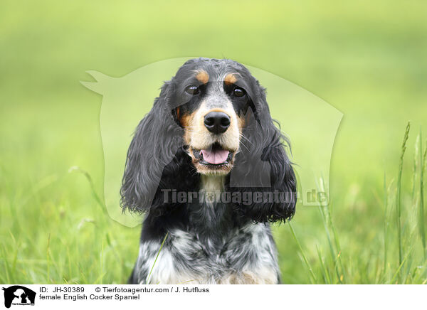 English Cocker Spaniel Hndin / female English Cocker Spaniel / JH-30389
