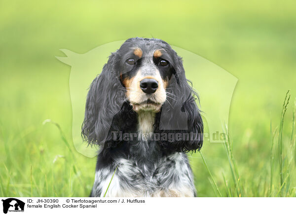 English Cocker Spaniel Hndin / female English Cocker Spaniel / JH-30390