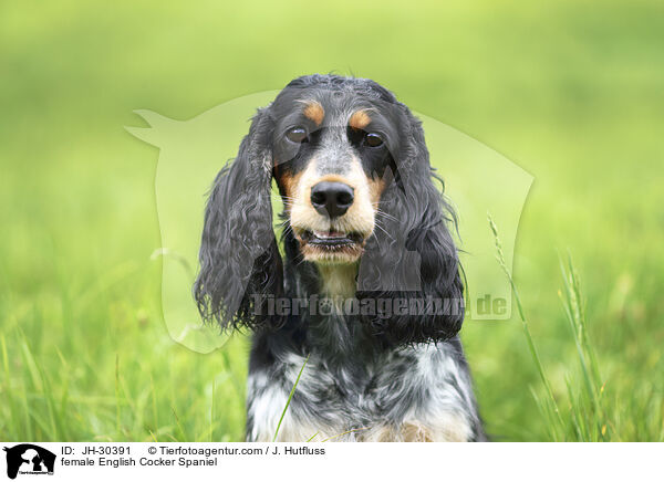 English Cocker Spaniel Hndin / female English Cocker Spaniel / JH-30391