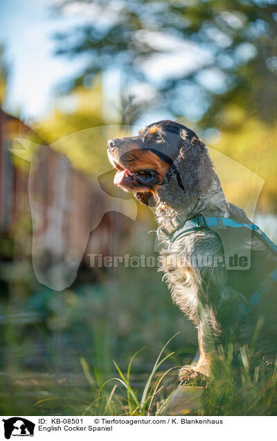 English Cocker Spaniel / English Cocker Spaniel / KB-08501