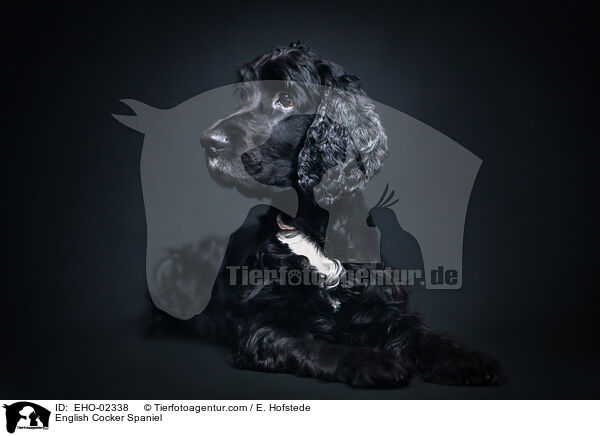 English Cocker Spaniel / English Cocker Spaniel / EHO-02338