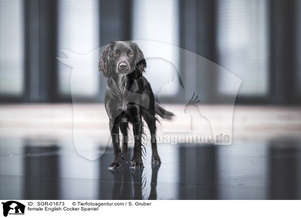 female English Cocker Spaniel / SGR-01673