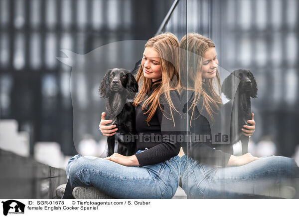 English Cocker Spaniel Hndin / female English Cocker Spaniel / SGR-01678
